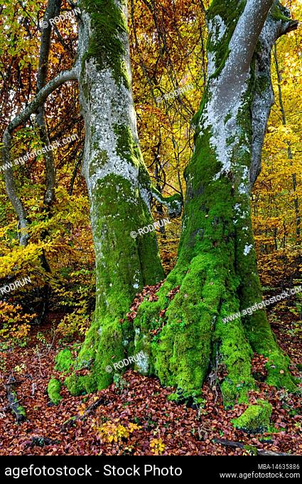 Moss-covered beech tree in the Greuthau nature reserve