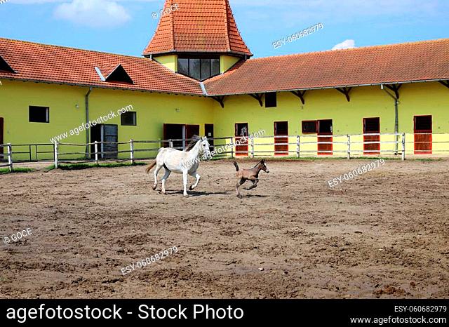 Lipizzaner horses mare and young foal running in corral