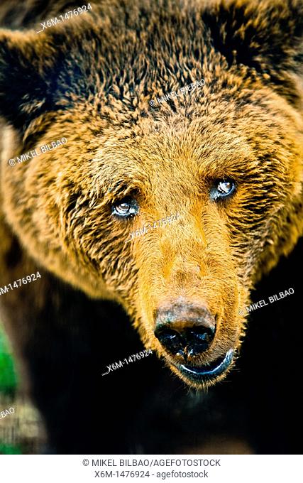 brown bear Ursus arctos