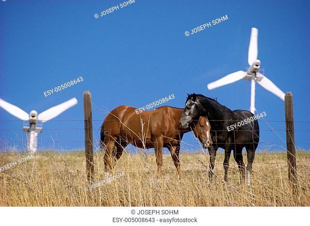 Horses on wind farm