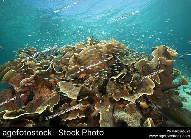 Cardinalfish surrounding Coral Reef, Apogon gracilis, Ambon, Moluccas, Indonesia