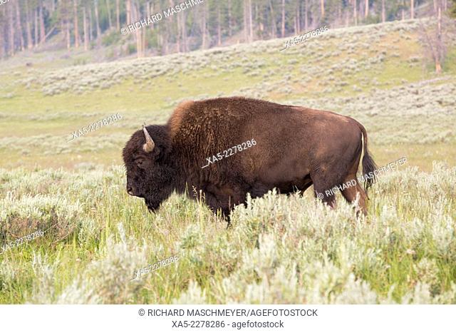 Bison (Bison bison), Hayden Valley, Yellowstone National Park, Wyoming, USA