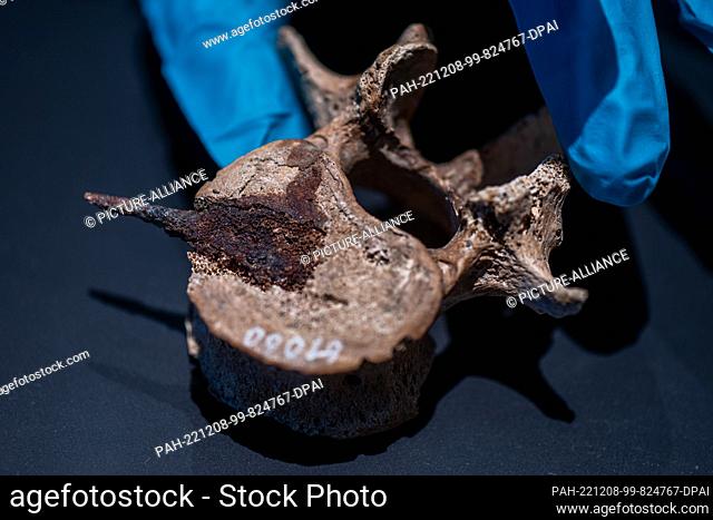 PRODUCTION - 07 December 2022, Saxony-Anhalt, Halle (Saale): The pierced third lumbar vertebra of a man (5th century AD) with an arrowhead stuck in it from the...