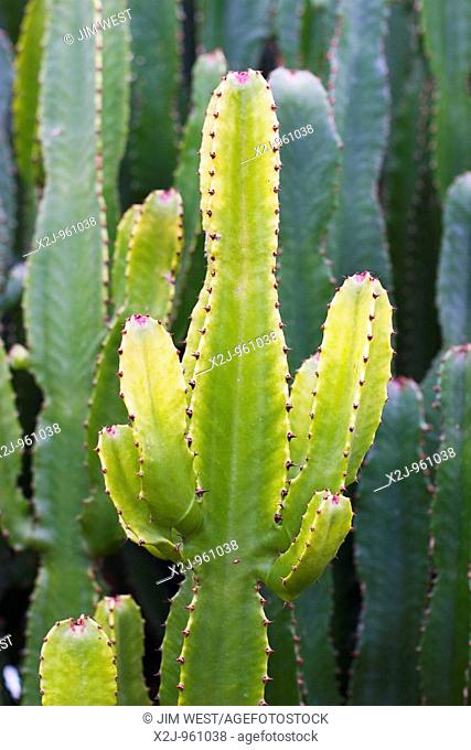 Tipton, Michigan - Euphorbia trigona, the African milk tree, in the conservatory at Hidden Lake Gardens, a nature preserve and conservatory operated by Michigan...