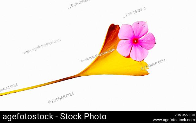 Golden ginkgo leaf and a purple flower isolated on a white background