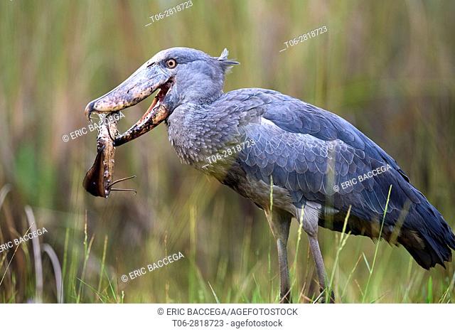 Whale headed / Shoebill stork (Balaeniceps rex) feeding on a Spotted African lungfish (Protopterus dolloi) in the swamps of Mabamba, lake Victoria, Uganda