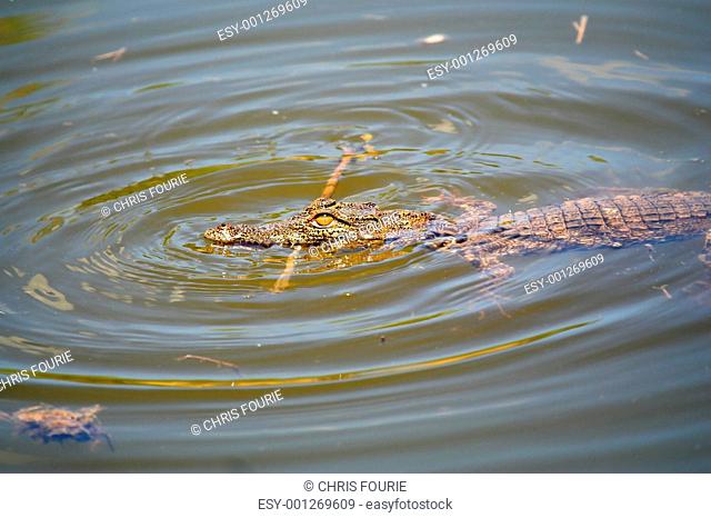 Baby Crocodile attacking a floating stick