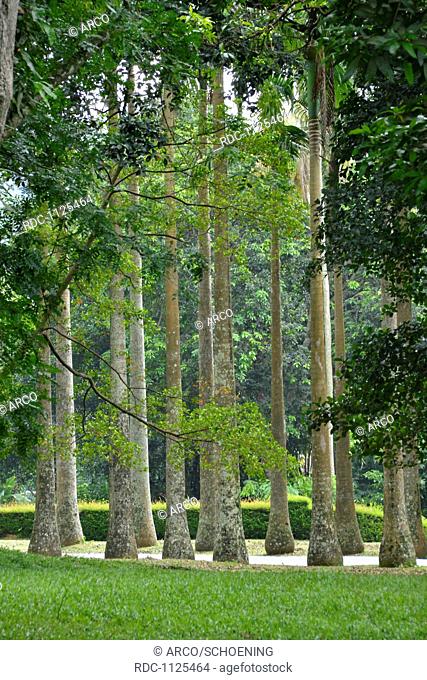 Palmenallee, Royal Botanical Gardens, Peradeniya, Kandy, Sri Lanka