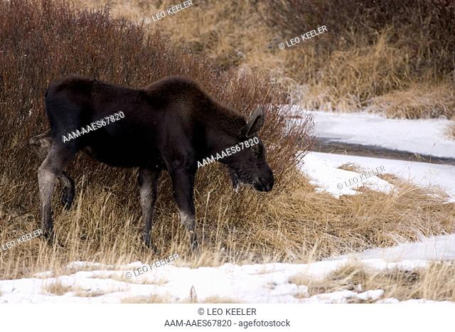 Shiras Moose (Alces alces) in Yellowstone National Park in winter