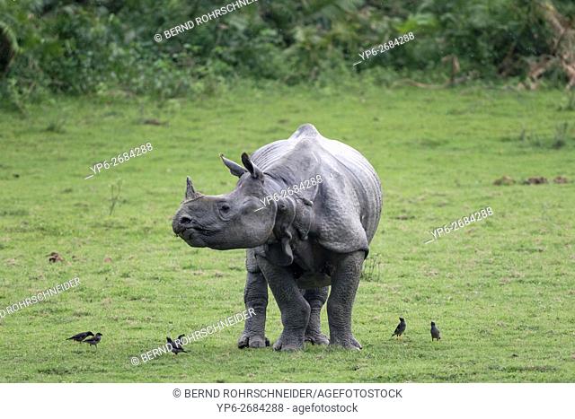 Indian rhinoceros (Rhinoceros unicornis), threatened species, and Jungle mynas (Acridotheres fuscus), Kaziranga National Park, Assam, India