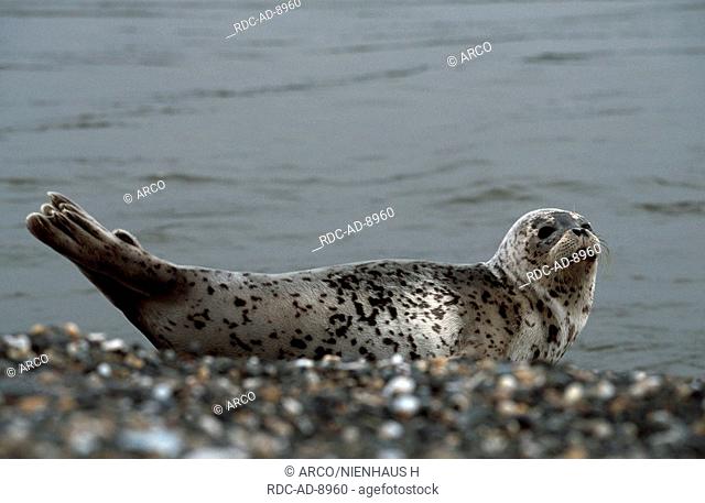 Largha Seal, Kamtschatka penninsula, Russia , Phoca vitulina larga, side