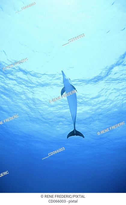 Spotted Dolphin (Stenella plagiodon). Bahamas