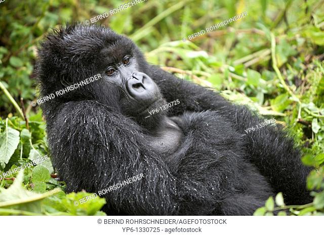 Mountain Gorilla, Gorilla beringei beringei, male sitting in vegetation, Volcanoes National Park, Rwanda
