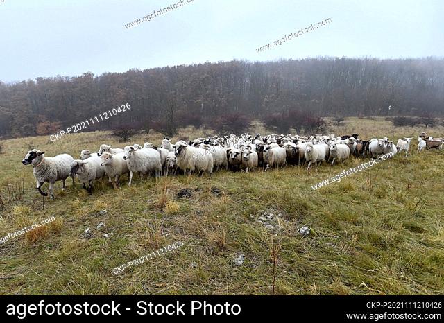 Shepherd Miroslav Vodak, not seen, grazing a flock of sheep and goats around the highest peak of Palava near Klentnice, Czech Republic, on November 12, 2021