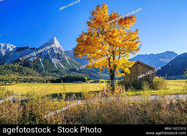 Autumn landscape in the Lermooser Moos with maple trees against the Sonnenspitze 2417m in the Mieminger chain, Ehrwald, Loisachtal, Tyrol, Austria