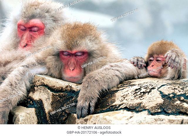 Japanese macaque or snow japanese monkey (Macaca fuscata) baby, Japan