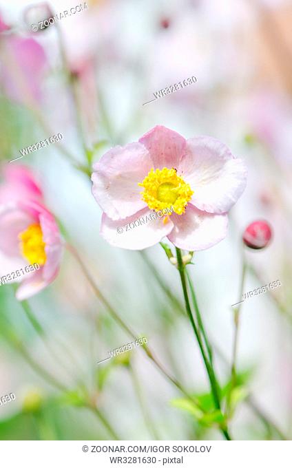 Pale pink flower Japanese anemone, close-up. Note: Shallow depth of field