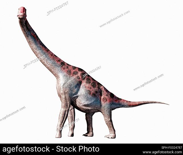 Conceptual illustration of Brachiosaurus, a large sauropod dinosaur that lived 155.7 million to 150.8 million years ago during the mid to late Jurassic Period