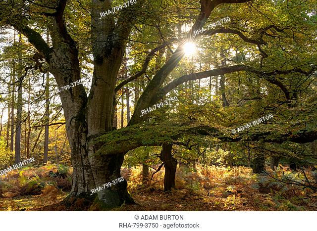 Magnificent mature pollarded beech tree in Bolderwood on a sunny autumnal afternoon, New Forest National Park, Hampshire, England, United Kingdom, Europe