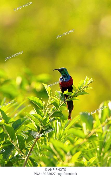 Red-chested Sunbird Cinnyris erythrocerca - Bwindi Impenetrable Forest National Park, Uganda, Africa
