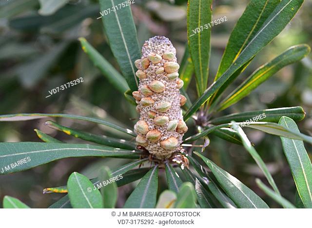 Coast banksia (Banksia integrifolia) is an evergreen shrub or small tree native to eastern Australia coasts. Infrutescence detail