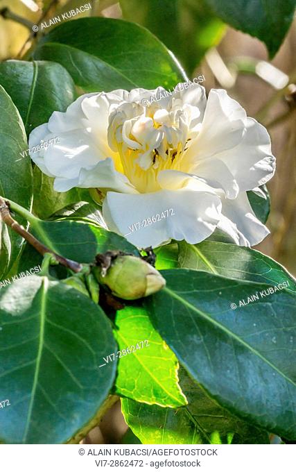 Camellia japonica 'Surpasse Nobilissima' ( BEL) 1886