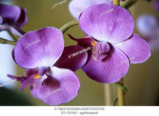 Thailand, Ko Samui, orchideas