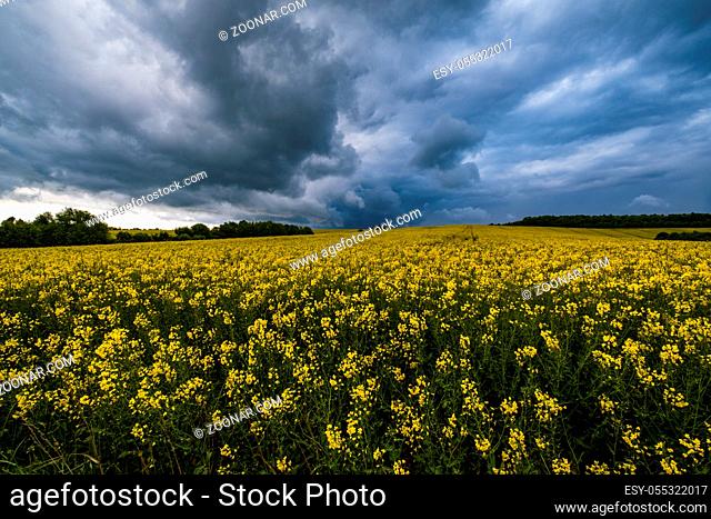 Spring yellow flowering rapeseed fields, cloudy pre-thunderstorm rainy sky and green hills. Natural seasonal, climate, weather, eco, farming