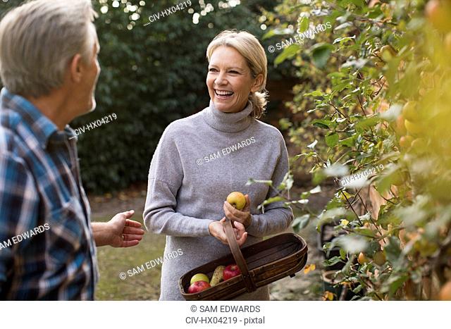 Happy mature couple harvesting apples in garden