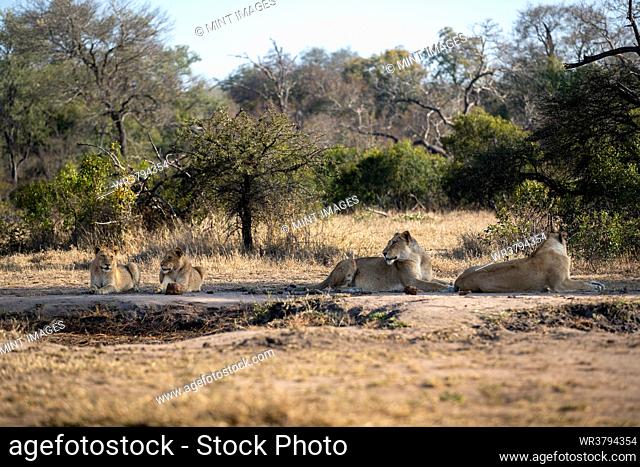 Four lions, Panthera leo, lying together