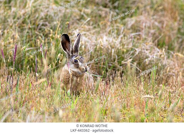 Brown Hare, Lepus capensis, Spiekeroog Island, Nationalpark, North Sea, East Frisian Islands, East Frisia, Lower Saxony, Germany, Europe
