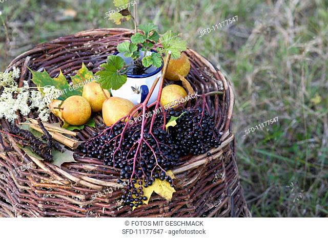 A still life featuring elderberries and pears