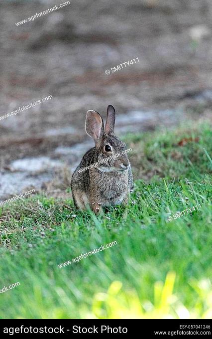 Marsh rabbit Sylvilagus palustris with its short ears and large eyes sits on the edge of a wooded area in Naples, Florida