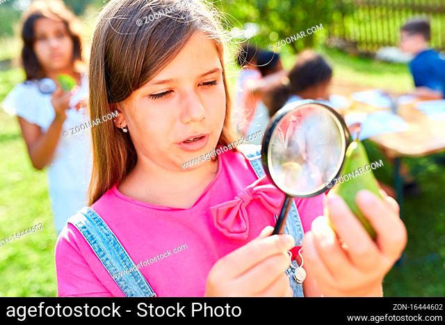 Mädchen betrachtet neugierig eine Birne unter der Lupe im ökologischen Ferienlager