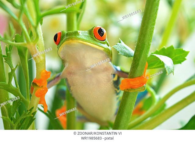 Red eye frog(agalychnis callidryas)