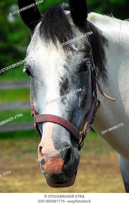 Portrait of a beautiful horse at summer ranch