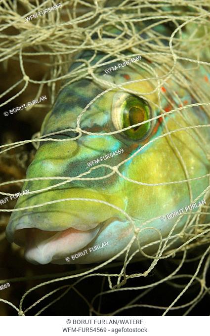 Peacock Wrasse trapped in Fishing Net, Symphodus tinca, Piran, Adriatic Sea, Slovenia