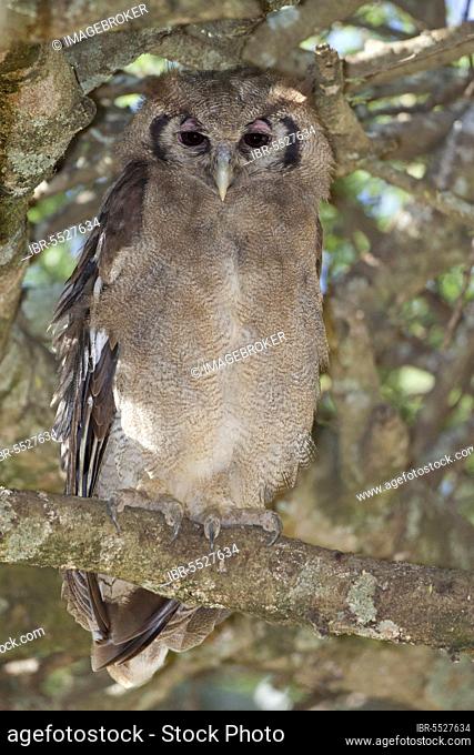 Verreaux's eagle-owls (Bubo lacteus), Blassuhus, Owls, Animals, Birds, Verreaux's Eagle-owl adult, perched on Serengeti N. P. Tanzania
