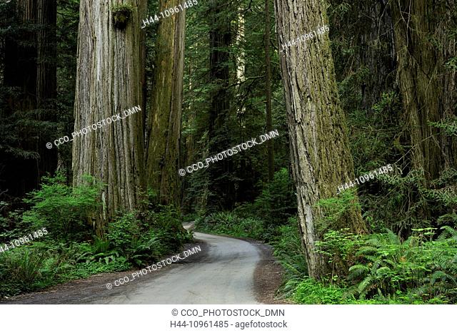 CA, California, USA, America, United States, Redwood, National Park, Redwoods, Redwood, forest, Sequoia sempervirens, forest, tree, trees, green, red, mist