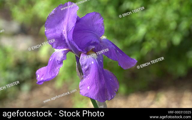 bearded iris or German bearded iris, Iris germanica, flowering plant