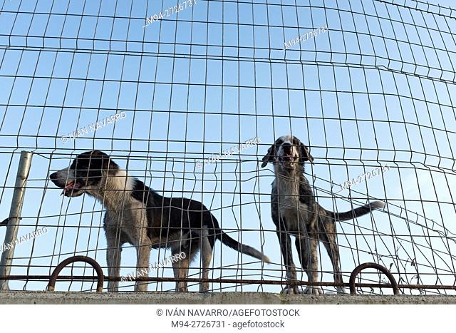 Locked dogs