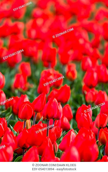 Red Tulip Field in rows in Holland near Lisse and the Keukenhof