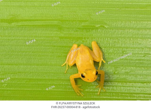 Golden Poison Dart Frog Colostethus beebei adult, on Giant Tank Bromeliad Brocchinia micrantha, Kaieteur Falls, Kaieteur N P , Guyana