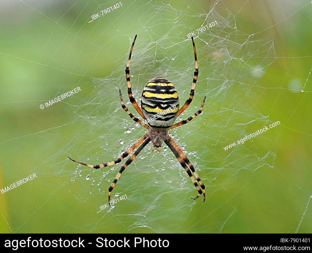 Wasp spider (Argiope bruennichi) in its catch net wetted with morning dew, Hesse, Germany, Europe
