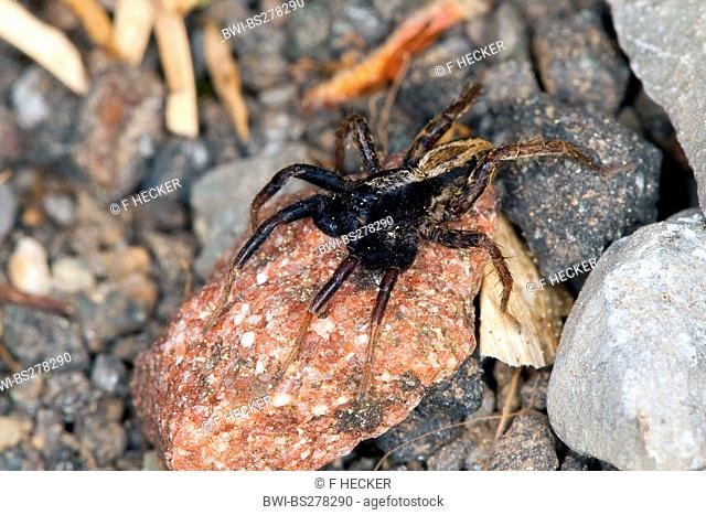 wolf spiders, ground spiders Alopecosa cuneata, male sitting on a stone, Germany
