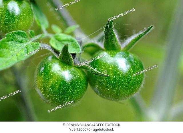 Unripened cherry tomatoes