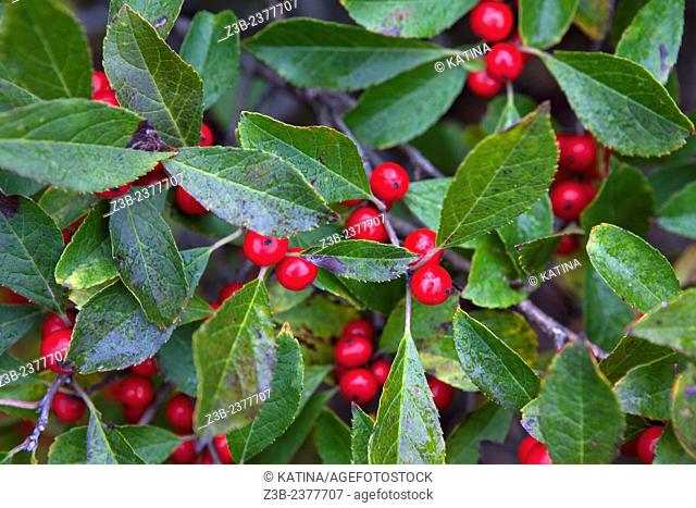 Ilex verticillata 'Red Sprite' berries in autumn, Frelinghuysen Arboretum, Morristown, New Jersey, NJ, USA