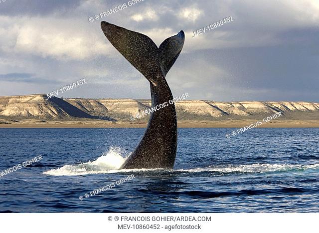 Southern Right Whale - Lobtailing behaviour: the whale raises its tail stock and flukes high above the surface of the sea and slaps down on the surface...