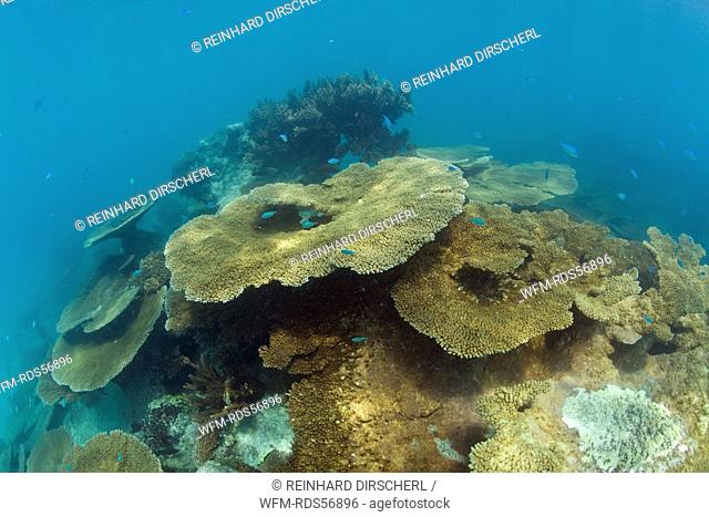 Pristine Table Corals in Bikini Lagoon, Bikini Atoll, Micronesia, Pacific Ocean, Marshall Islands