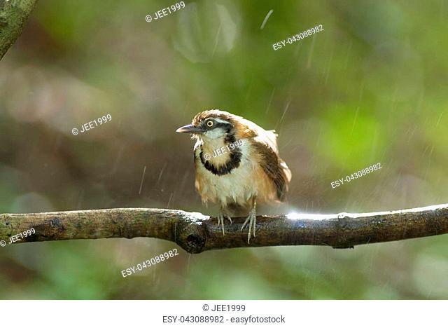 A beautiful bird in the wild Asia.In the rain